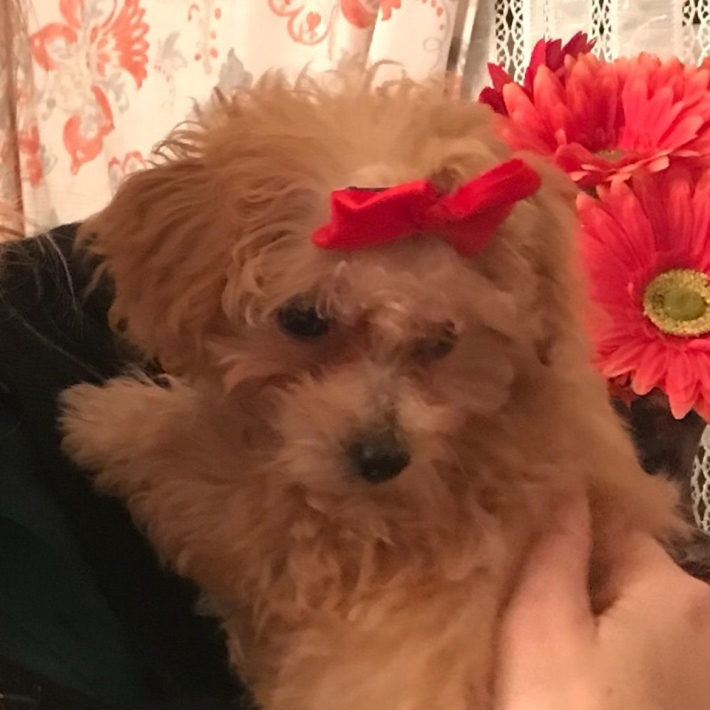 Meet your Posher, Jen